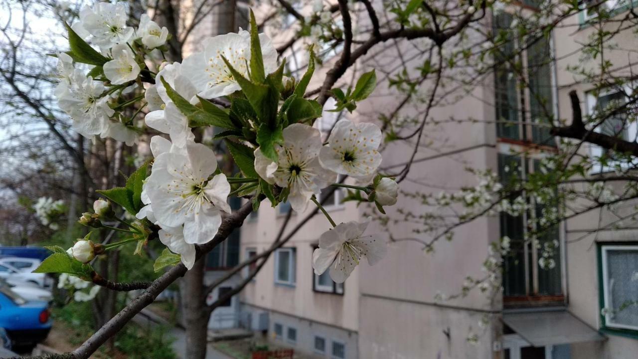 Gesztenyés Apartman Miskolc Extérieur photo