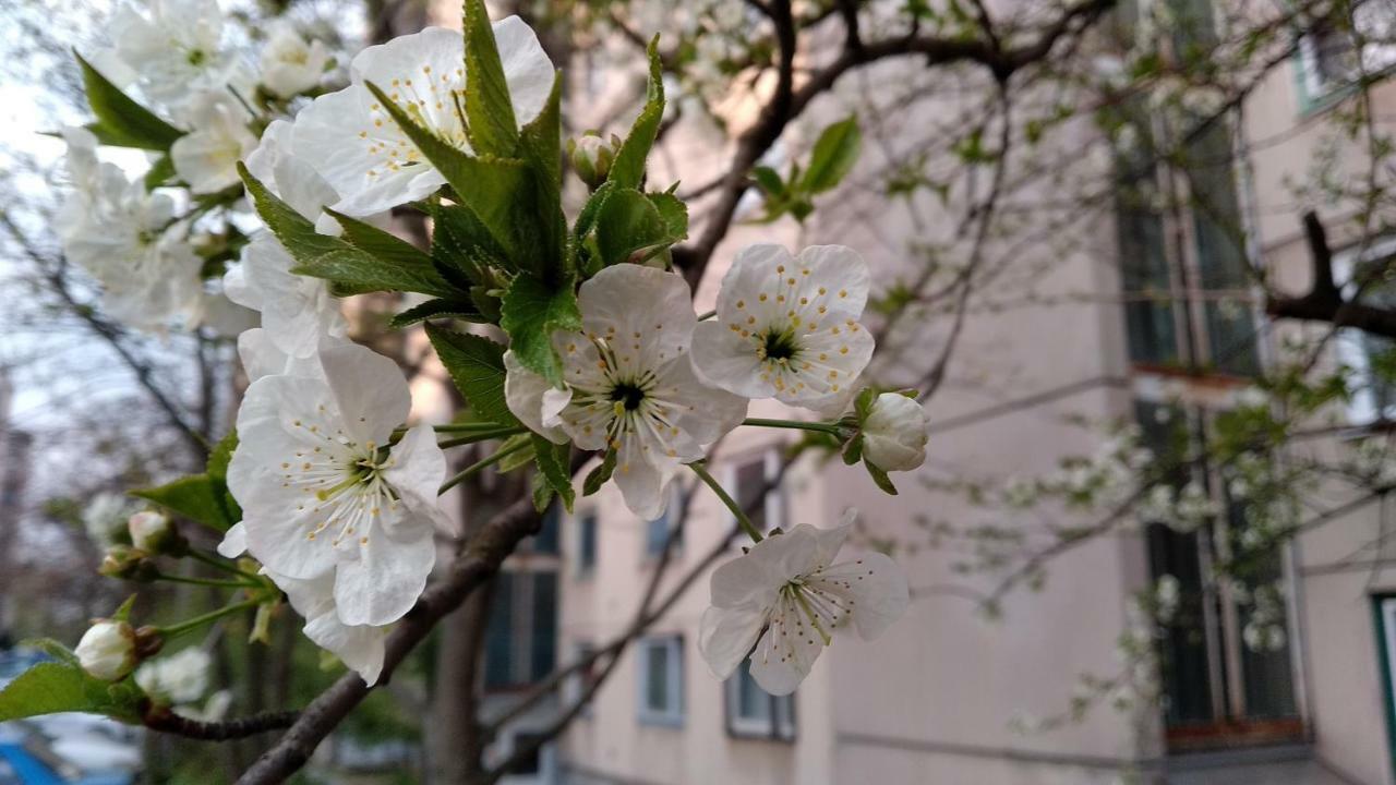 Gesztenyés Apartman Miskolc Extérieur photo